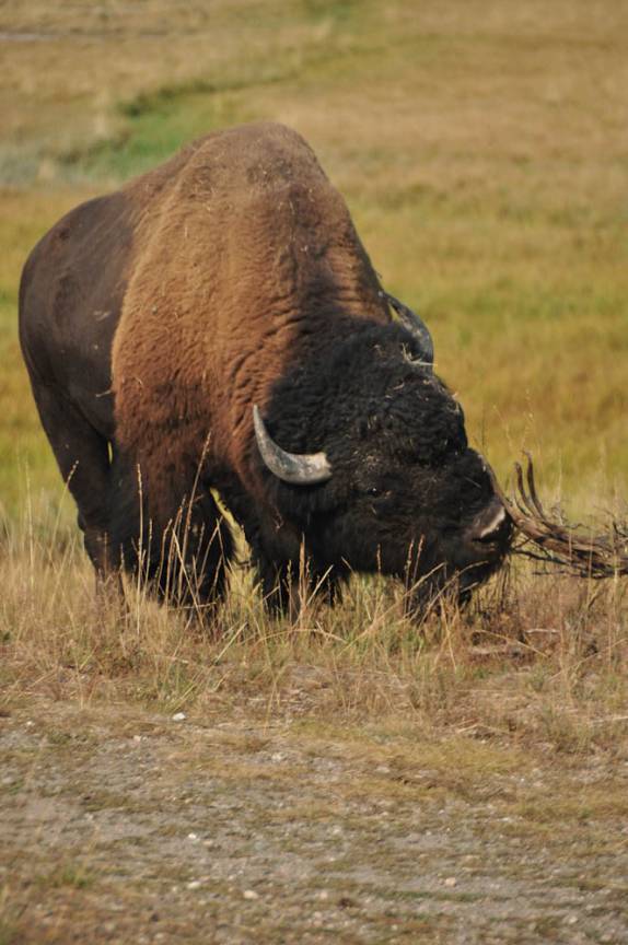 O bisão selvagem, um dos símbolos do Yellowstone National Park, em Wyoming, nos Estados Unidos
